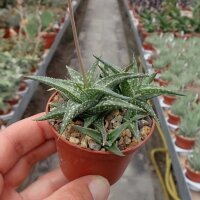 Aloe descoingsii-Hybr.    CITES, not outside EU