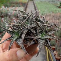 Aloe descoingsii-Hybr.    CITES, not outside EU