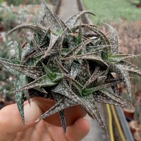 Aloe descoingsii-Hybr.    CITES, not outside EU