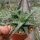 Aloe descoingsii-Hybr.    CITES, not outside EU