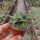 Aloe descoingsii-Hybr.    CITES, not outside EU