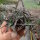 Aloe descoingsii-Hybr.    CITES, not outside EU