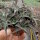 Aloe descoingsii-Hybr.    CITES, not outside EU