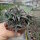 Aloe descoingsii-Hybr.    CITES, not outside EU