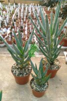 Aloe dichotoma XL