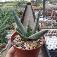 Aloe dichotoma XL