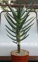 Aloe dichotoma XL