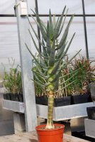 Aloe dichotoma XL