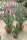 Aloe dichotoma XL