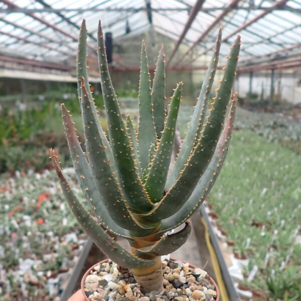 Aloe dichotoma