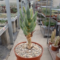 Aloe dichotoma