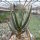 Aloe dichotoma