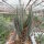 Aloe dichotoma
