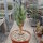 Aloe dichotoma