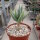 Aloe dichotoma