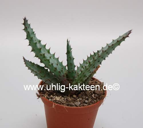 Aloe excelsa