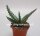 Aloe excelsa