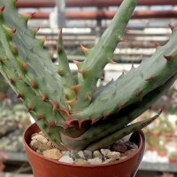 Aloe ferox
