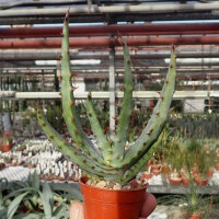 Aloe ferox
