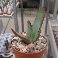 Aloe ferox
