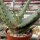 Aloe ferox