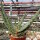 Aloe ferox