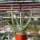 Aloe ferox