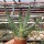 Aloe ferox