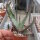 Aloe ferox