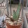 Aloe ferox