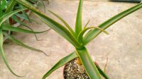 Aloe fievetii Madagaskar, in Humus auf Granitfels
