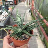 Aloe fragilis Vohemar, Madagaskar CITES, not outside EU