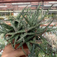 Aloe fragilis Vohemar, Madagaskar CITES, not outside EU