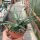 Aloe fragilis Vohemar, Madagaskar CITES, not outside EU