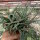 Aloe fragilis Vohemar, Madagaskar CITES, not outside EU