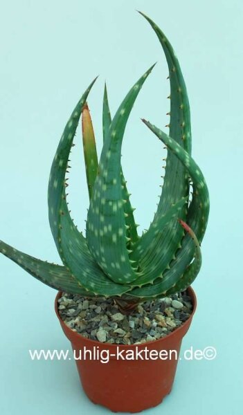 Aloe gariepensis Hybride Namibia