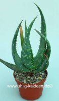 Aloe gariepensis Hybride Namibia