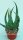 Aloe gariepensis Hybride Namibia