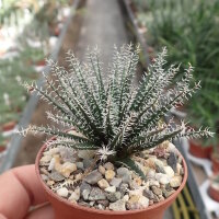Aloe haworthioides CITES, not outside EU