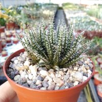 Aloe haworthioides CITES, not outside EU