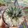 Aloe haworthioides CITES, not outside EU