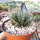 Aloe haworthioides CITES, not outside EU