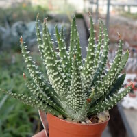 Aloe humilis