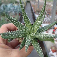 Aloe humilis