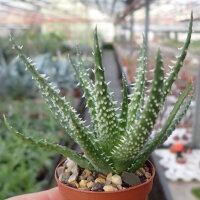 Aloe humilis
