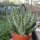 Aloe humilis