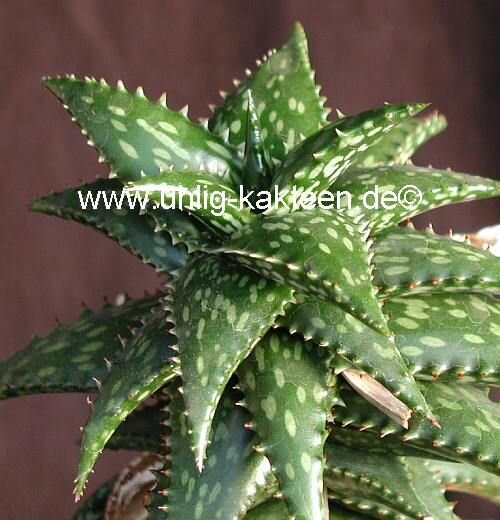 Aloe jucunda