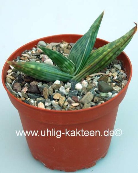 Aloe karasbergensis