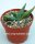 Aloe karasbergensis