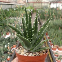 Aloe longistyla